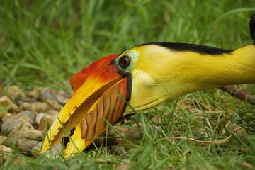 Toucan