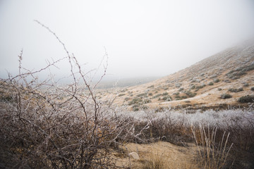 A fog and frost covered New Mexican desert landscape in the winter. 