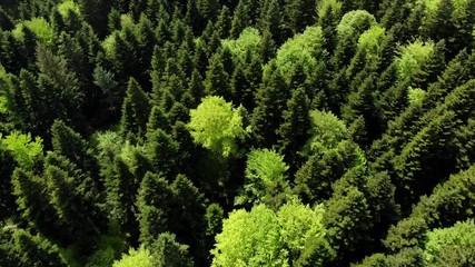 survol en reculant des cimes des arbres d'une forêt 