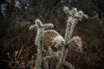 A cactus frosted in the winter. 