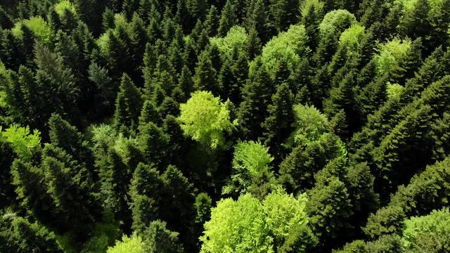 survol en reculant des cimes des arbres d'une for&ecirc;t 