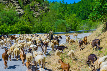  A herd of sheep with the shepherd in the middle of an asphalt road in a village at the countryside...