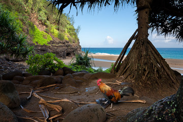 Rooster at Hanakapi'ai Beach, Kauai, Hawaii