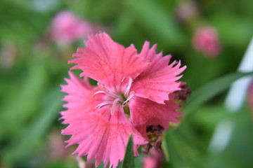 pink blossom