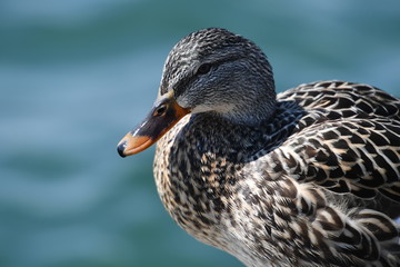 A female duck is looking for food in the harbor of Toronto-Canada