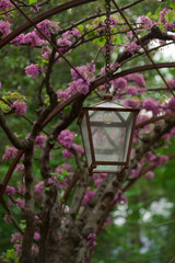A Lamp in a Pergola with pink Blossoms and green Leaves