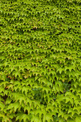 Obraz premium Lush green Leaves covering a Wall