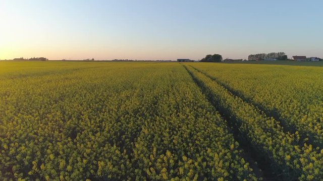 Aerial flight over rapeseed field at sunset. Drone shot flying over yellow canola flowers, beautiful nature background