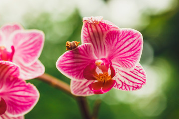 Fototapeta na wymiar Close up of purple orchid flower in tropical garden