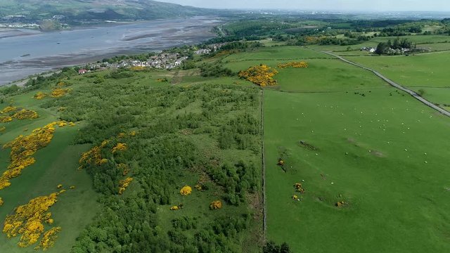 Aerial footage over woodland, yellow gorse covered hillside and green fields with grazing sheep and cattle to the village of Langbank on the south shore of the Firth of Clyde.