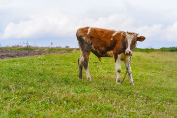 Fototapeta na wymiar Young bull on the pasture, grazing livestock, life in village