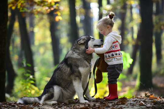 Child play with husky and teddy bear on fresh air outdoor. Red riding hood with wolf in fairy tale woods. Childhood, game and fun. Activity and active rest. Little girl with dog in autumn forest
