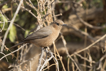 Brown rock chat that sits on a branch at the edge of the forest