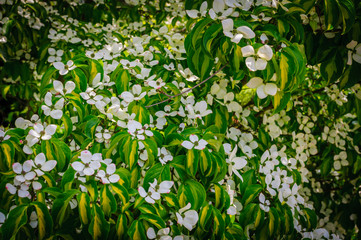 Flowering dogwood. Colored blooms and colored leaves.