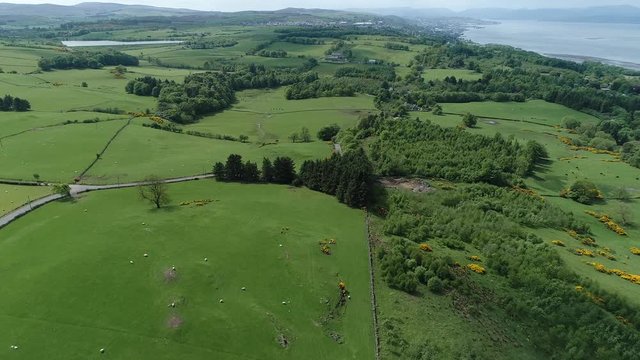Aerial footage flying over yellow gorse covered hillside  towards the town of Greenock in the distance on the south shore of the Firth of Clyde.