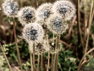 Dandy