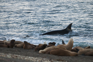 Obraz premium Orca attacking sea lions, Patagonia Argentina