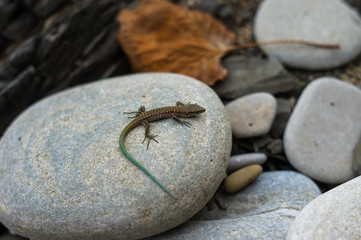 brown spotted lizard with green tail