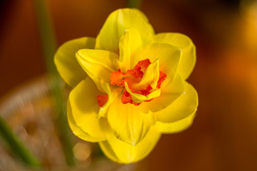yellow huge bright daffodils