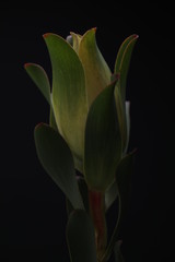 Plant with huge leaves on black background