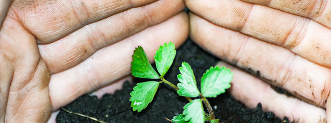 Green sprout with soil in palm hands. Concept of agriculture, ecology and environment.