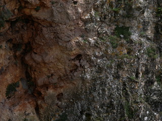 pelegrina