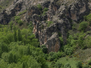 Fototapeta premium pelegrina