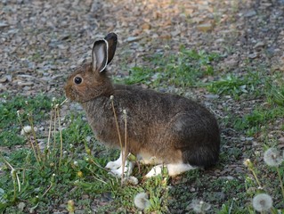 Wild rabbit eating dandelions