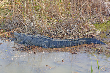 Side View of an American Alligator in a Pond