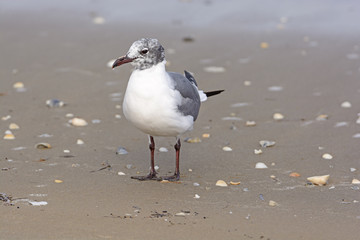 Immature Laughing Gull on the Shore