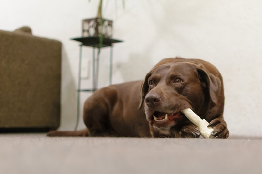 Perro labrador comiendo hueso 