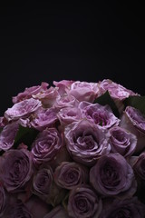 Bouquet of purple roses. Close up