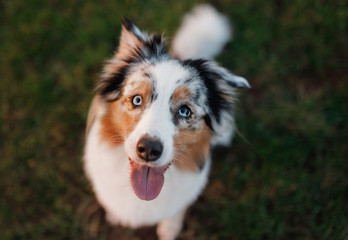 Funny and happy dog muzzle, Australian Shepherd in the grass