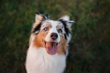 Funny and happy dog muzzle, Australian Shepherd in the grass