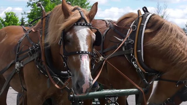 horses ready to pull wagon 4k