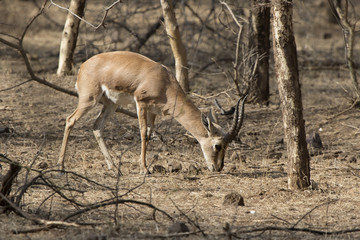 Male Indian gazelle or chinkara which is grazed in the bush forest on winter days
