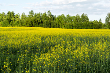 Fototapeta premium flowering rapeseed field and blue sky with clouds during sunset, landscape spring