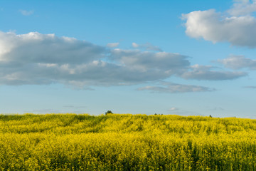 Fototapeta premium flowering rapeseed field and blue sky with clouds during sunset, landscape spring