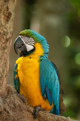 blue and yellow macaw