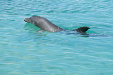 Fototapeta premium dolphin in blue water