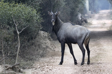 Male nilgai who stands on the road in the winter forest