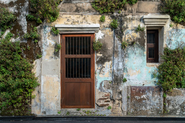 Plant and tree many species on the old crack cement wall. Tree growing through cracked wall. Door and windows on the brick wall and old gray cement wall with cracked color covered with green leaves.