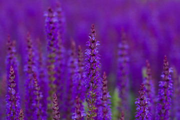 Sage Flowering in the Garden.