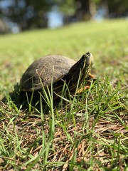 A walk in the park