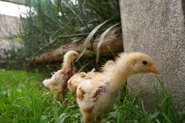 bebe gallina