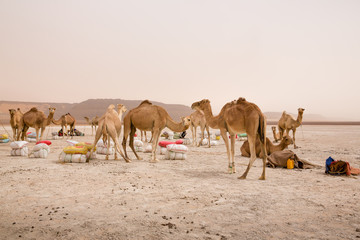 Camels of a salt caravan at the border of Erg Aouker, Tichitt, Mauritania