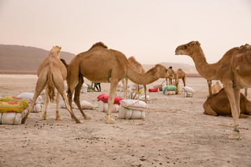 Camels of a salt caravan at the border of Erg Aouker, Tichitt, Mauritania