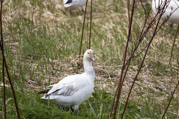 Migration des Oies des neiges forme blanche à Cap Tourmente