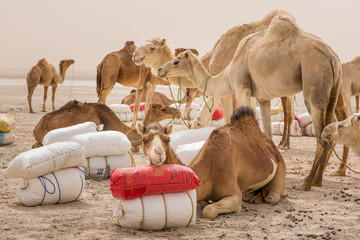 Camels of a salt caravan at the border of Erg Aouker, Tichitt, Mauritania
