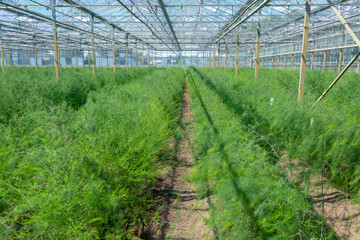 Growing green asparagus plants for seeds in greenhouse